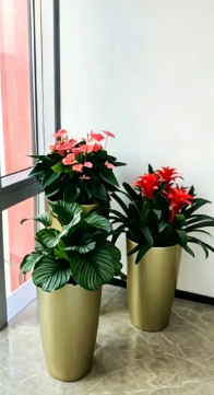 慈溪室内植物租赁-北仑绿植租赁经营模式-江北绿植店-北仑绿植租赁效果